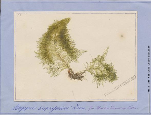 Bryopsis cupressoides 15.jpg